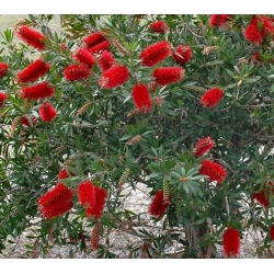 nasiona Kuflik cytrynowy Callistemon szt5 Fore163
