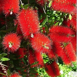 nasiona Kuflik cytrynowy Callistemon szt5 Fore163