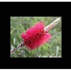 nasiona Kuflik cytrynowy Callistemon szt5 Fore163