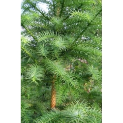 nasiona Kuninghamia chińska Cunningham szt5 Fore47