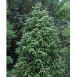 nasiona Kuninghamia chińska Cunningham szt5 Fore47