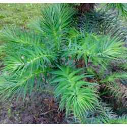 nasiona Kuninghamia chińska Cunningham szt5 Fore47