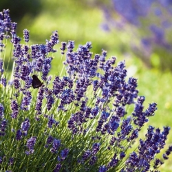 nasiona Lawenda lekarska Lavendula szt5 Fore140
