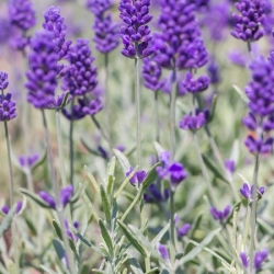 nasiona Lawenda lekarska Lavendula szt5 Fore140