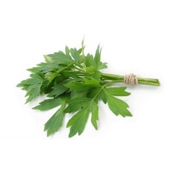 nasiona Lubczyk Levisticum szt5 Fore141