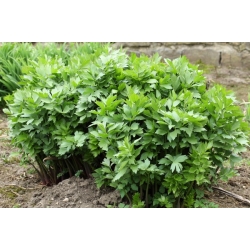 nasiona Lubczyk Levisticum szt5 Fore141