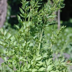 nasiona Lubczyk Levisticum szt5 Fore141