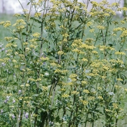 nasiona Lubczyk Levisticum szt5 Fore141