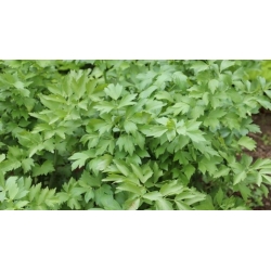 nasiona Lubczyk Levisticum szt5 Fore141