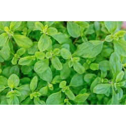 nasiona Majeranek Origanum szt5 Fore148