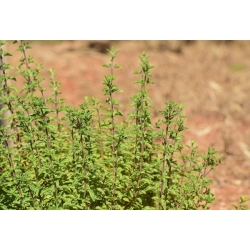 nasiona Majeranek Origanum szt5 Fore148