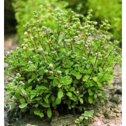 nasiona Majeranek Origanum szt5 Fore148