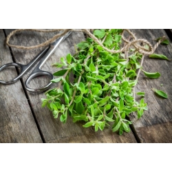 nasiona Majeranek Origanum szt5 Fore148