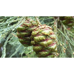 nasiona Mamutowiec olbrzymi Sequoiadendron szt5 Fore115