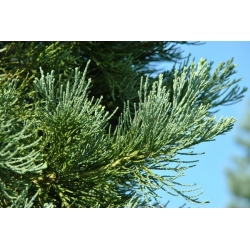 nasiona Mamutowiec olbrzymi Sequoiadendron szt5 Fore115