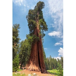 nasiona Mamutowiec olbrzymi Sequoiadendron szt5 Fore115