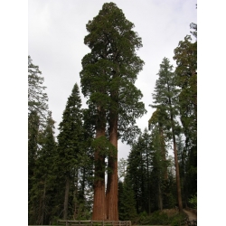 nasiona Mamutowiec olbrzymi Sequoiadendron szt5 Fore115