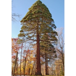 nasiona Mamutowiec olbrzymi Sequoiadendron szt5 Fore115