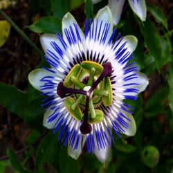 nasiona Męczennica błękitna, kwiat męki pańskiej szt.5 Fore193