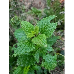 nasiona Melisa Melissa szt5 Fore143