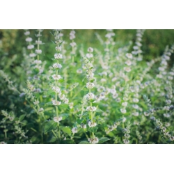 nasiona Melisa Melissa szt5 Fore143