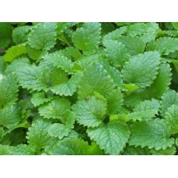 nasiona Melisa Melissa szt5 Fore143