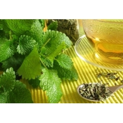 nasiona Melisa Melissa szt5 Fore143