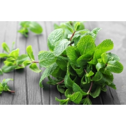 nasiona Melisa Melissa szt5 Fore143