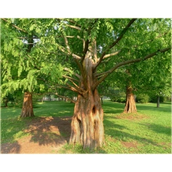 nasiona Metasekwoja chińska Metasequoi szt5 Fore58