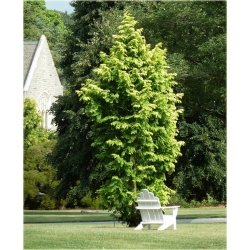 nasiona Metasekwoja chińska Metasequoi szt5 Fore58