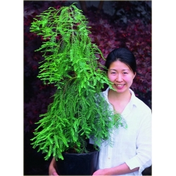 nasiona Metasekwoja chińska Metasequoi szt5 Fore58