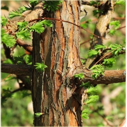 nasiona Metasekwoja chińska Metasequoi szt5 Fore58