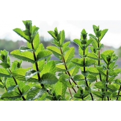 nasiona Mięta pieprzowa Mentha szt5 Fore144