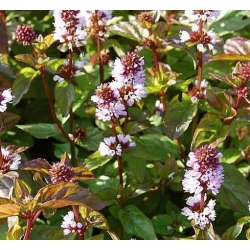 nasiona Mięta pieprzowa Mentha szt5 Fore144