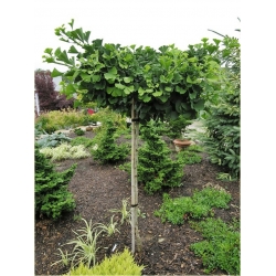 nasiona Miłorząb japoński Ginkgo szt5 Fore49