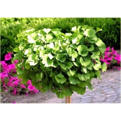 nasiona Miłorząb japoński Ginkgo szt5 Fore49