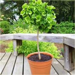 nasiona Miłorząb japoński Ginkgo szt5 Fore49