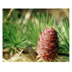 nasiona Modrzew daurski Larix szt5 Fore54