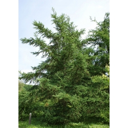 nasiona Modrzew daurski Larix szt5 Fore54