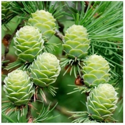 nasiona Modrzew europejski, Larix decidua