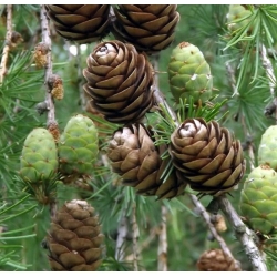 nasiona Modrzew europejski, Larix decidua