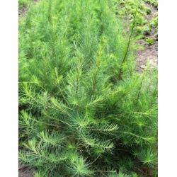 nasiona Modrzew europejski, Larix decidua