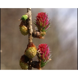 nasiona Modrzew europejski, Larix decidua