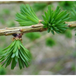 nasiona Modrzew europejski, Larix decidua