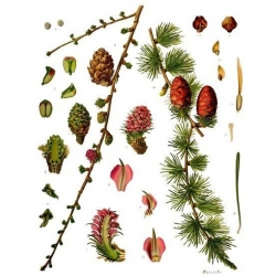 nasiona Modrzew europejski, Larix decidua