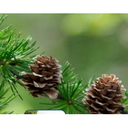 nasiona Modrzew japoński Larix szt5 Fore55