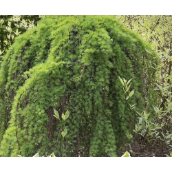 nasiona Modrzew japoński Larix szt5 Fore55