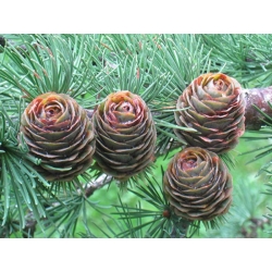 nasiona Modrzew japoński Larix szt5 Fore55