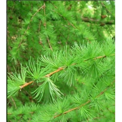 nasiona Modrzew japoński Larix szt5 Fore55