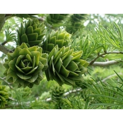 nasiona Modrzewnik chiński Pseudolarix szt5 Fore110